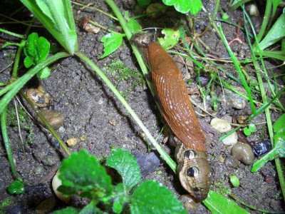 Raupe_Schnecke21.JPG