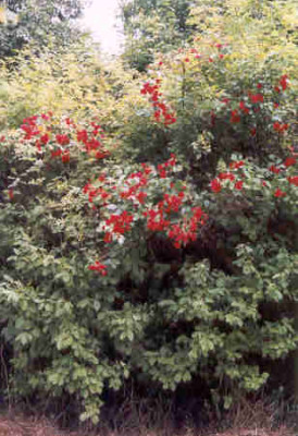 Rose1.jpg
