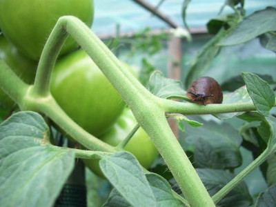 Schnecke_Tomatenhaus.JPG