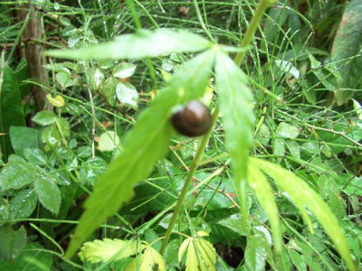 Schnecke_auf_Hanfblatt.JPG