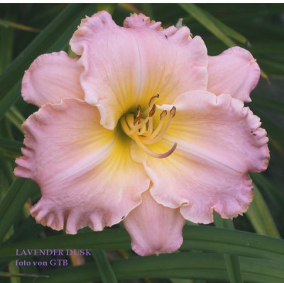 Lavender_Dusk0071.jpg