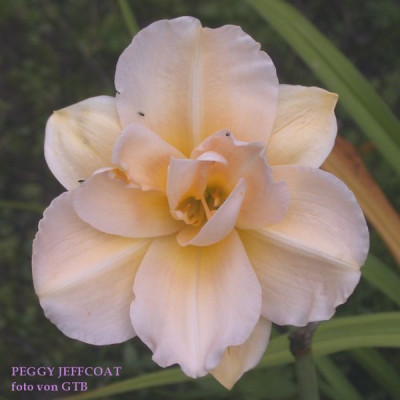 Peggy_Jeffcoat_20011.jpg