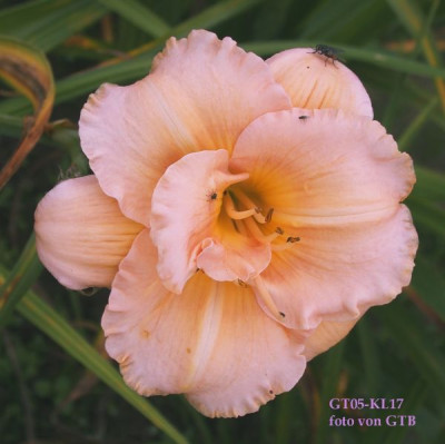 GT05-KL17.0011.jpg