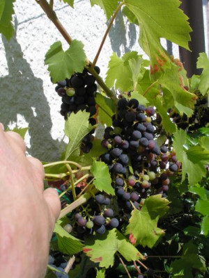 wein_p8172626.jpg