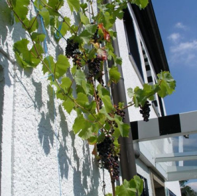 wein_p8172624.jpg