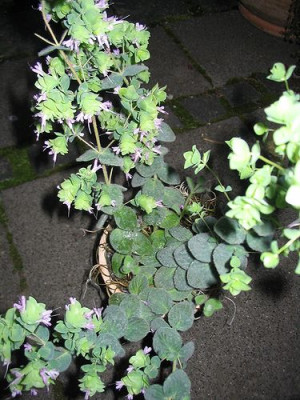 Origanum_welches_Hortu.jpg