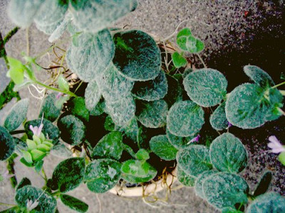 Origanum_welches_2_Hortu.jpg