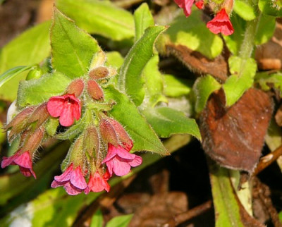 Pulmonaria_Rubra.jpg