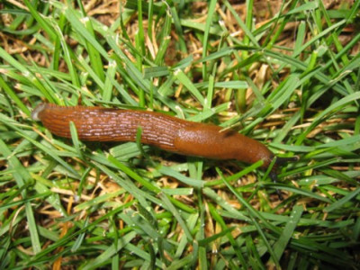 Schnecke.JPG