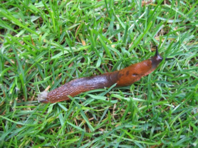 Schnecke_1.JPG