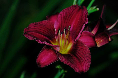 Hemerocallis_Little_Grapette_02-08-05.jpg
