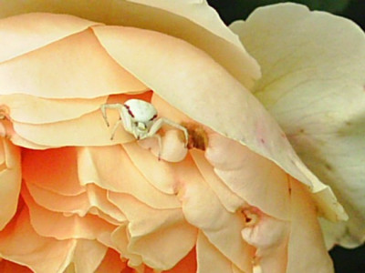 Rosa_Jude_The_Obscure_mit_Spinne.jpg
