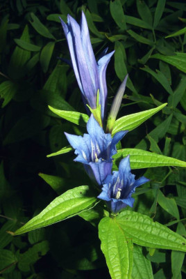 Gentiana_asclepiadea.jpg