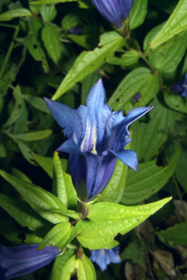 Gentiana_asclepiadea_Einzelblute.jpg