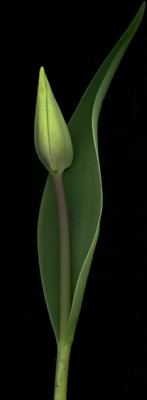 tulipa_yokohama1404.jpg