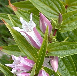 Gentiana_2005_rosa_02.JPG