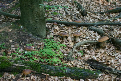 Stein-Aug-1.jpg