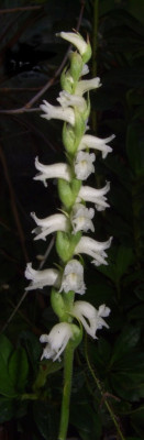 Spiranthes_ochroleuca.jpg