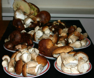 Stein-Aug-2.jpg