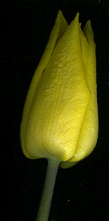 tulip_yokohama.jpg
