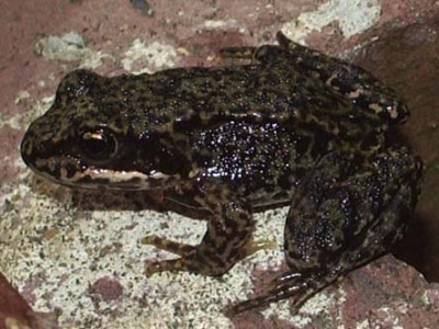 2005-08-18-Frosch-nbg.jpg