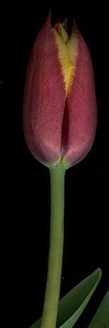 tulip_gavota1804.jpg