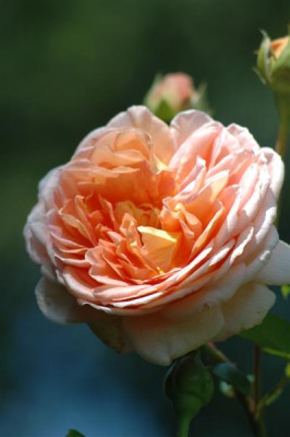 2005C033_Medium.JPG