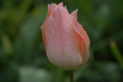 tulpe_orange_4249.jpg