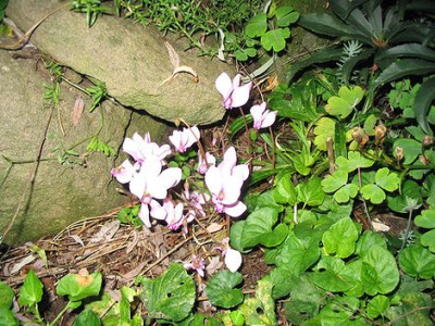 Cyclamen_herderifolium_Hortu.jpg