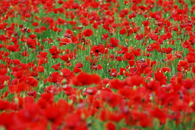 Papaver_04_-_05-2005.jpg