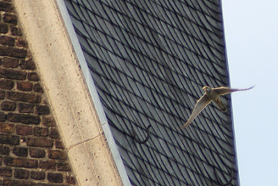 turmfalke_4242.jpg