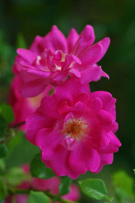 Unbekannte_Rose_1_05-2005.jpg
