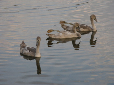 Schwan-Aug-1a.jpg