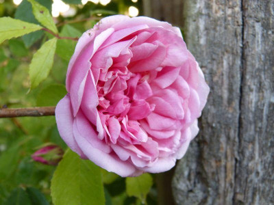 2015-06-03 Rose 'Elie Beauvillain'.jpg