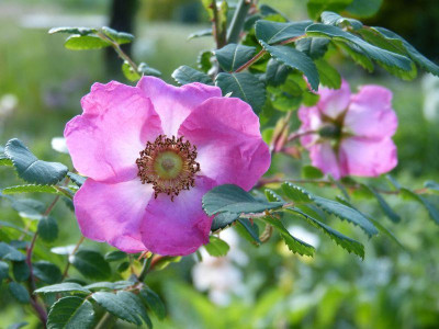 2015-06-04 Rosa moyesii.jpg