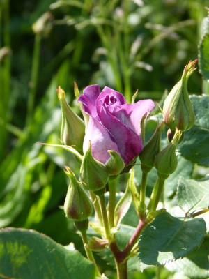 2015-06-04 Rosen 'Blue for You'.jpg