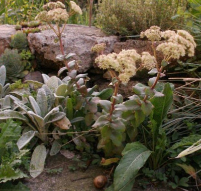 2005-08-16-19_sedum_spec.jpg