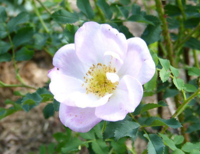2015-06-04 Rosen 'Dresdner Barock'.jpg