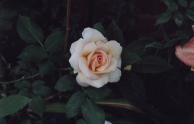 Apricot_Nectar.jpg