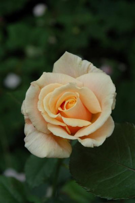 DSC_0007_Medium.JPG