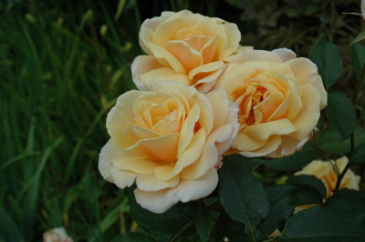 DSC_00033_Medium.JPG