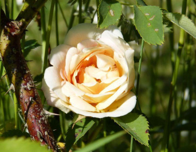 2015-06-04 Rosen 'Frühlingsduft'.jpg