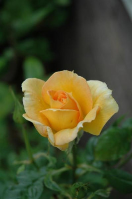 DSC_00016_Medium.JPG
