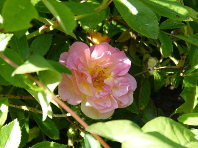 2015-06-04 Rosen 'Ghislaine de Feligonde'.jpg