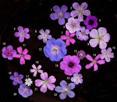 geraniums_august_pur_nummern.jpg