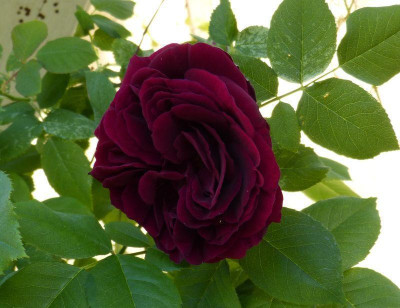 2015-06-04 Rosen 'Souvenir du Dr. Jamain'.jpg