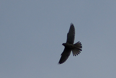 turmfalke_flugbild_4293.jpg