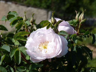 2015-06-04 Rosen 'Stanwell Perpetual' 2.jpg