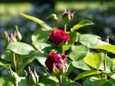 2015-06-04 Rosen 'Tess of the d'Urbervilles'.jpg