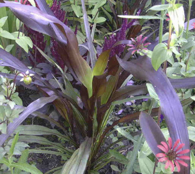 Panicum_Purple_MajestyRimg0915.JPG